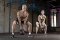 Tréningy HIIT bez zaťaženia kolien